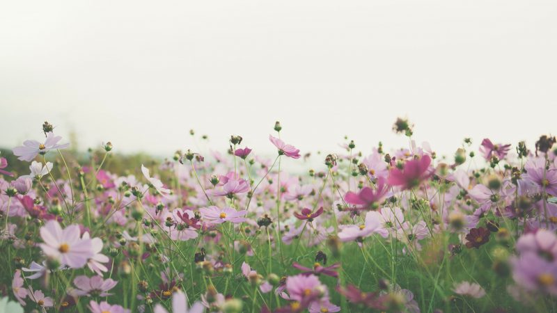 Eustoma do ogrodu – jak o nią dbać?